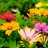 FLOWERS GROUP! -Floral, Grower, Florist, Garden - Gardening and Lawn Care Tips